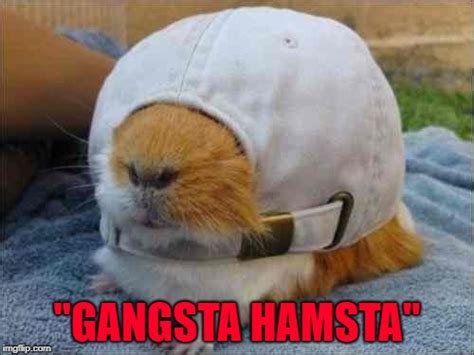 Hamster Weekend July 6 8 A Bachmemeguy2 1forpeace And Shenhirokunagato Event Imgflip