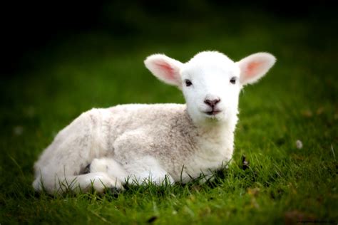 Cute Lamb Pictures Mega Wallpapers