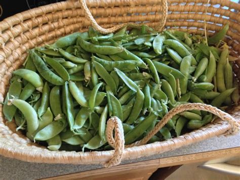 How To Grow And Harvest Sugar Snap Peas Moms Simple Life