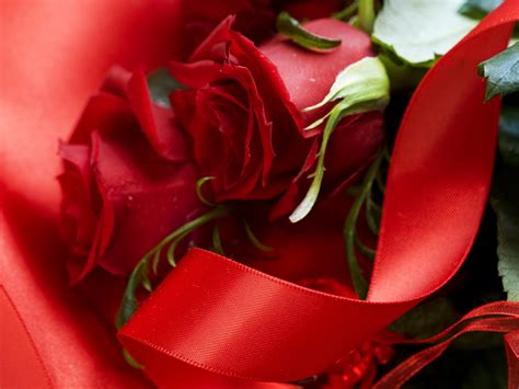 Pictures Red Roses Flowers Ribbon Closeup