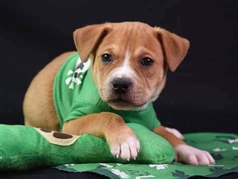 Adopt Your Lucky Charm from Fairfax County Animal Shelter! | Animal Shelter