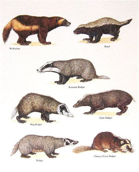 Different Types Of Badgers Plus Upper Left Is A Wolverine Wolverine