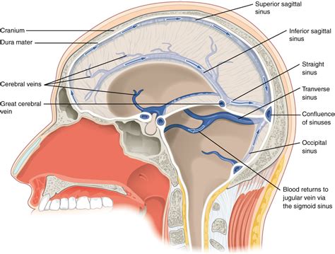 Openstax Anatphys Fig1316 Brain Sinuses English Labels Anatomytool