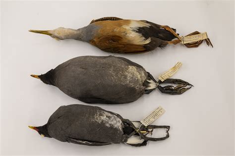 Ancient Dna Reveals Extinct Birds Surprising Ancestry Futurity