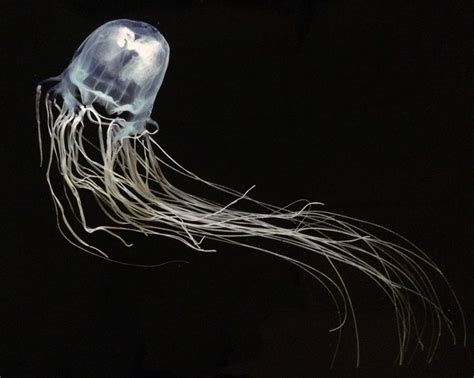 Sea Wasp Jellyfish Sting Irukandji Jellyfish Jellyfish