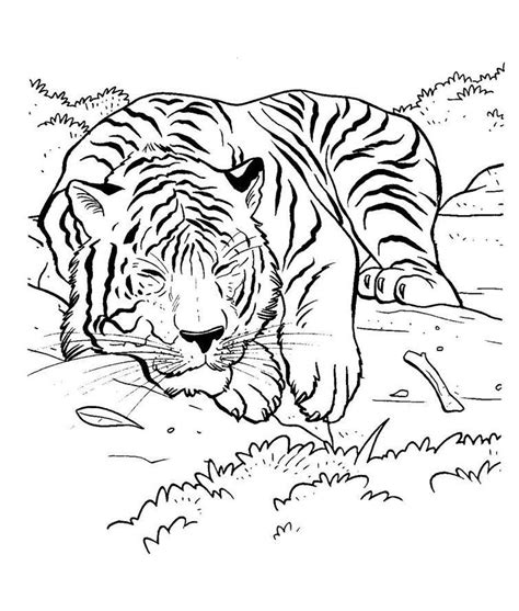 Realistic Tiger Coloring Pages Coloring Home