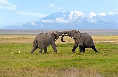 Two Male Elephants Fighting In Amboseli Jacksons African Safaris