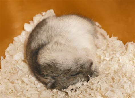 Do Hamsters Hibernate Petmd