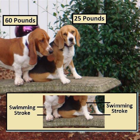 Can Basset Hounds Swim Atcharlie Find Animal Rescues Read All
