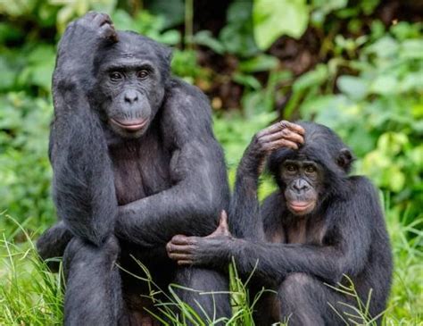 Secret Life Of Ghost Ape That Had Thousands Of Years Sex With