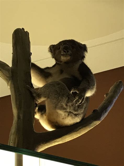 Koala Zoochat