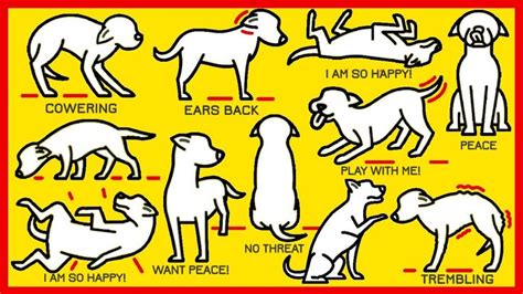 Dogs Body Language Explained In 2023 Dog Body Language Dog Behavior