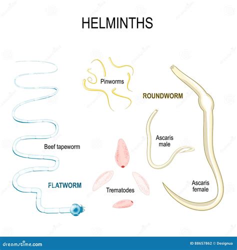 Helminths Types Of Human Parasites Stock Vector Illustration Of