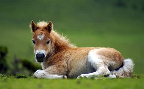 A collection of the top 50 cute horse wallpapers and backgrounds available for download for free. Cute Horse Wallpapers - WallpaperSafari