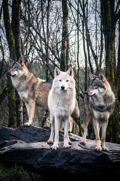 The Benefit Of Wolves In The Ecosystem