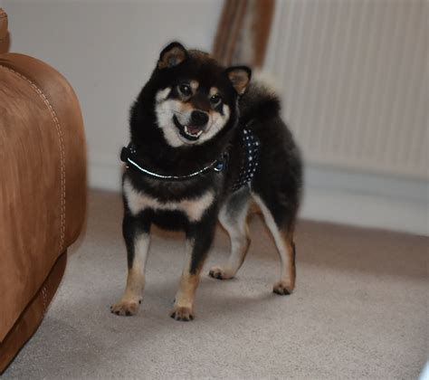 Current shiba inu value is $ 0.0000158 with market capitalization of $ 0.00. Japanese Shiba Inu Gallery | Celtic Star Kennels UK