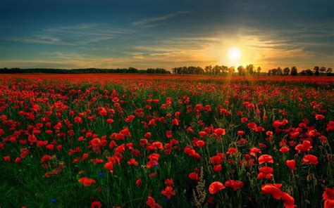 Sunrise over Red Poppy Field - Image Abyss