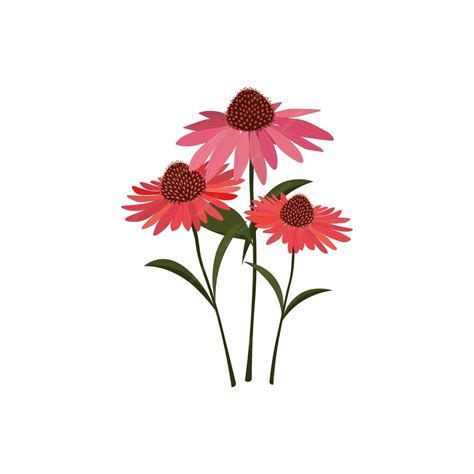 Premium Vector Echinacea Flowers Illustration