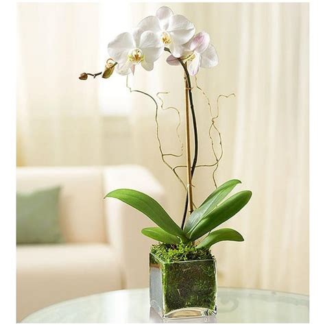 1 Stem White Phalaenopsis Orchid For Sympathy San Diego Ca