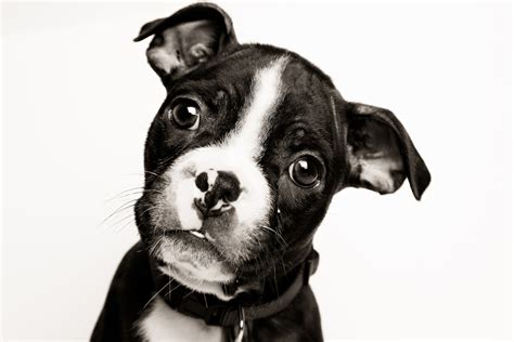 Black And White Boston Terrier Puppy Portrait