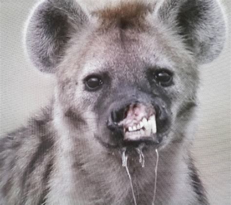 Spotted Hyena Cant Hold The Saliva In Its Mouth Because Its Lips And
