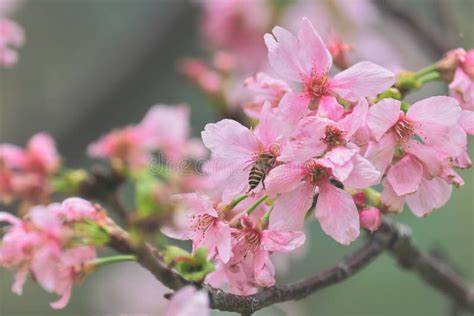 The Pink Cherry Blossom Beautiful Cherry Blossoms Stock Image Image