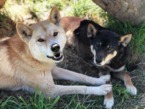 Dingo Mansfield Zoo