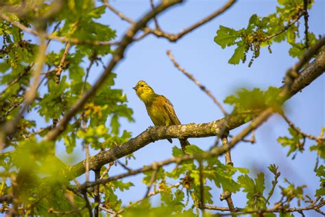 Yellowhammer Emberiza Citrinella Free Stock Photo Public Domain Pictures