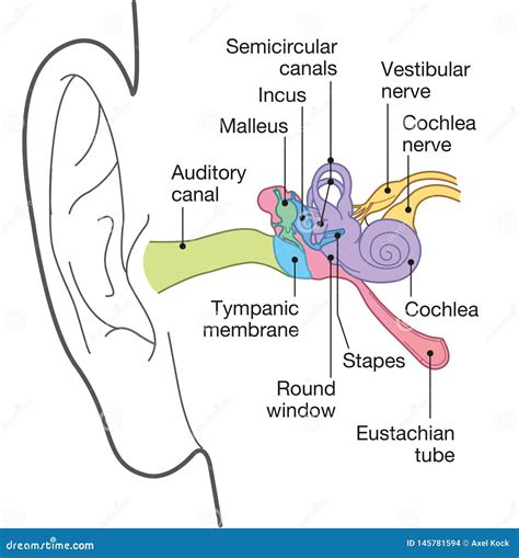 Anatomy Of The Ear Labeled Health Care Vector Illustration Diagram