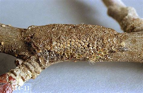 Iron tree service examines white prunicola scale a disease common in cherry and peach trees. Cherry-Tent caterpillar | Pacific Northwest Pest ...