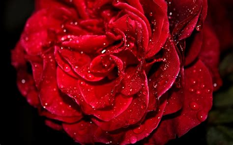 Fresh Red Rose Wallpapers Hd Wallpapers Id 5673