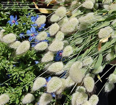 Plantfiles Pictures Lagurus Species Bunny Tails Hares Tail Grass