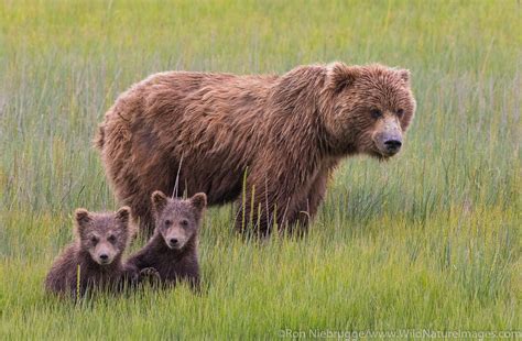 Grizzly Bear Sow With Cubs Photos By Ron Niebrugge