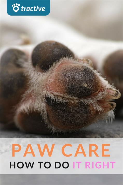 4 Easy Steps On How To Best Protect Your Dogs Feet Tractive Paw