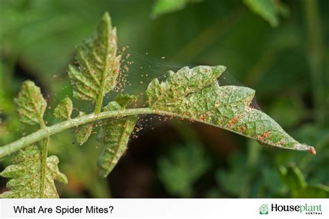 How To Identify Spider Mites On Plants