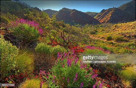 Flinders Ranges Wildflowers Photos And Premium High Res Pictures