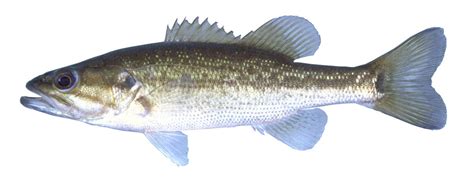 Spotted Bass Fishes Of The Upper Green River Ky · Inaturalist