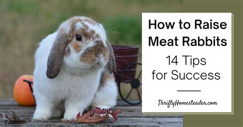 How To Raise Meat Rabbits 14 Tips For Success