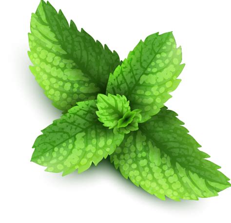 Mint Png Pictures Free Download Mint Leaves Pepermint Free