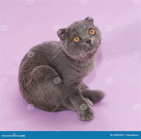 Scottish Fold Kitten Sits On Lilac Stock Image Image Of Orange
