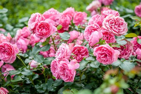 Bare Root Roses Growing Tips And Variety Recommendations