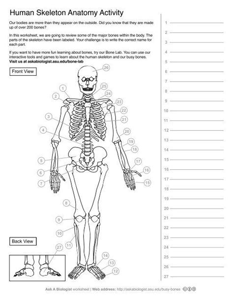 Human Skeleton Anatomy Activity Ask A Biologist Human Skeleton