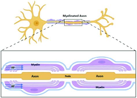 A Schematic Diagram Of Myelinated Axon In The Nerve Fiber Download Scientific Diagram