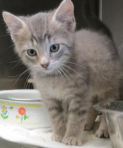 Kittens less than 8 weeks old typically do not weigh enough to have spay/neuter surgery (a requirement before they become available for adoption). Henderson Humane Society Pet of the Week - Kittens