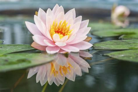 1200 481253425 Light Pink Lotus Flower Hope For Widows Foundation