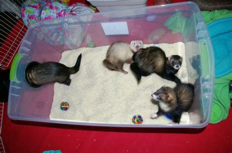 New And Improved Rice Dig Box Photo Heavy Ferret Toys Cute Ferrets