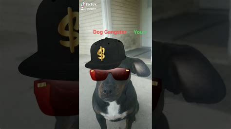 When A Dog Is A Gangster Youtube