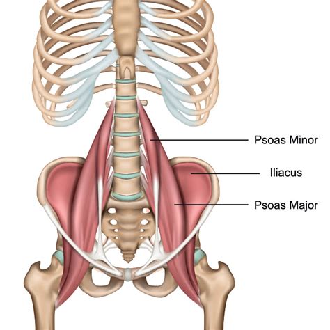 The Psoas Muscle Ultimate Guide To This Muscle Yoganatomy