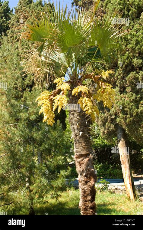 Palm Tree Flower Yellow High Resolution Stock Photography And Images