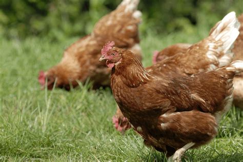 If you decide to keep this breed, you need to pay attention to some issues. How Long Do Chickens Live: 6 Factors That Impact Life ...